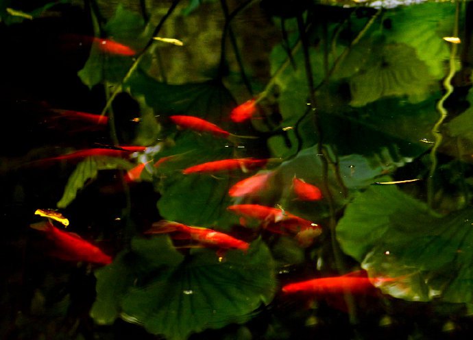 碧荷水中映，红鱼叶上游