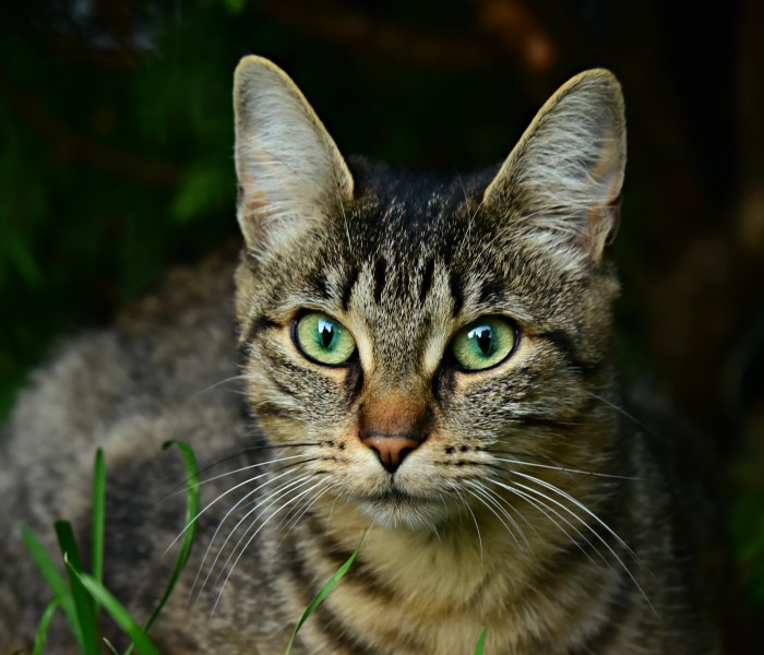 眼睛大而明亮毛型短而厚的虎斑猫图片