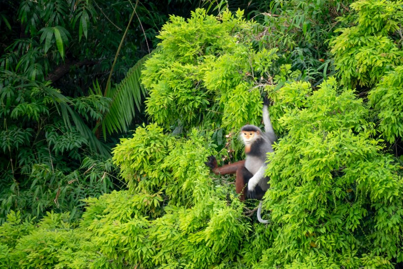 森林里的猴子图片