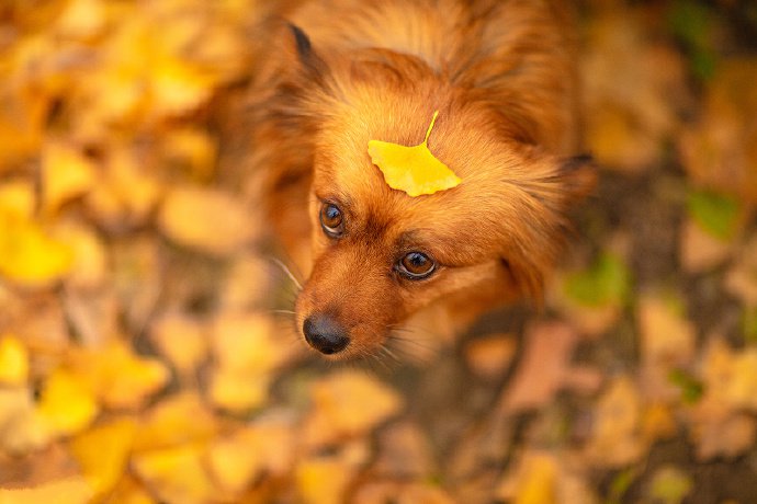 银杏落叶下玩耍的狗狗图片