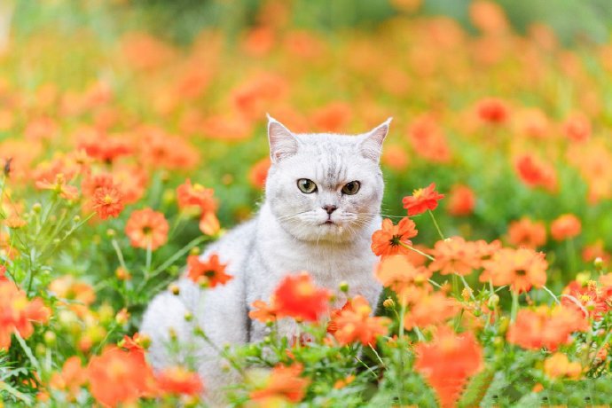 橙色花海里的可爱猫咪