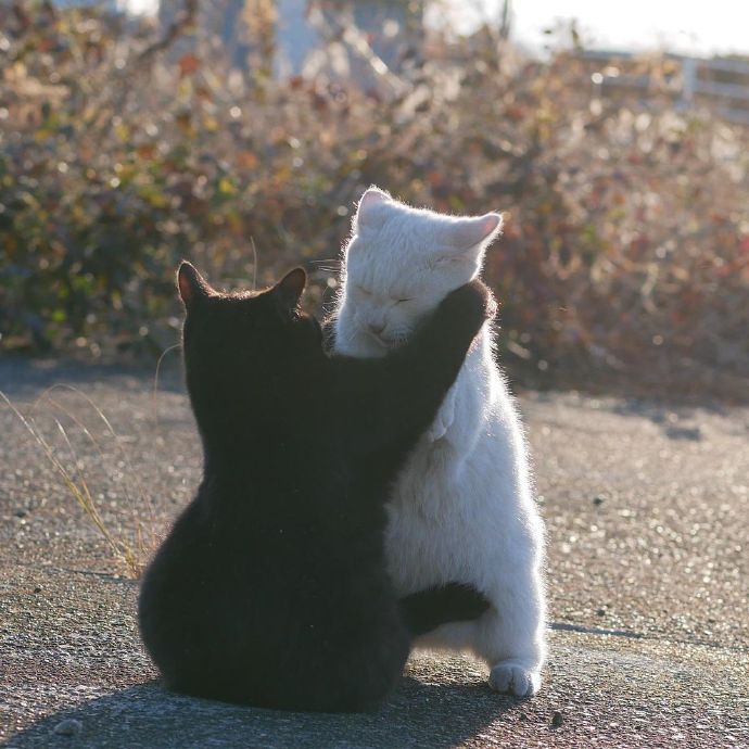 一组非常恩爱的黑白猫咪夫妇图片