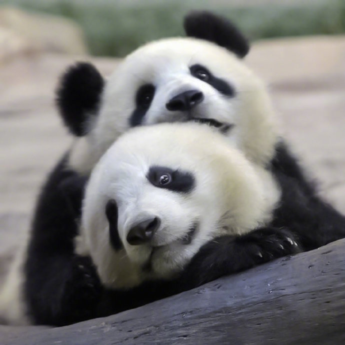 一群糯米团子的可爱熊猫宝宝图片
