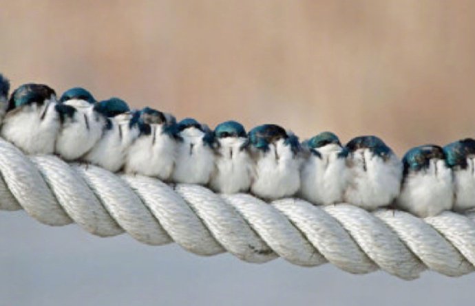一组相互取暖的萌鸟图片