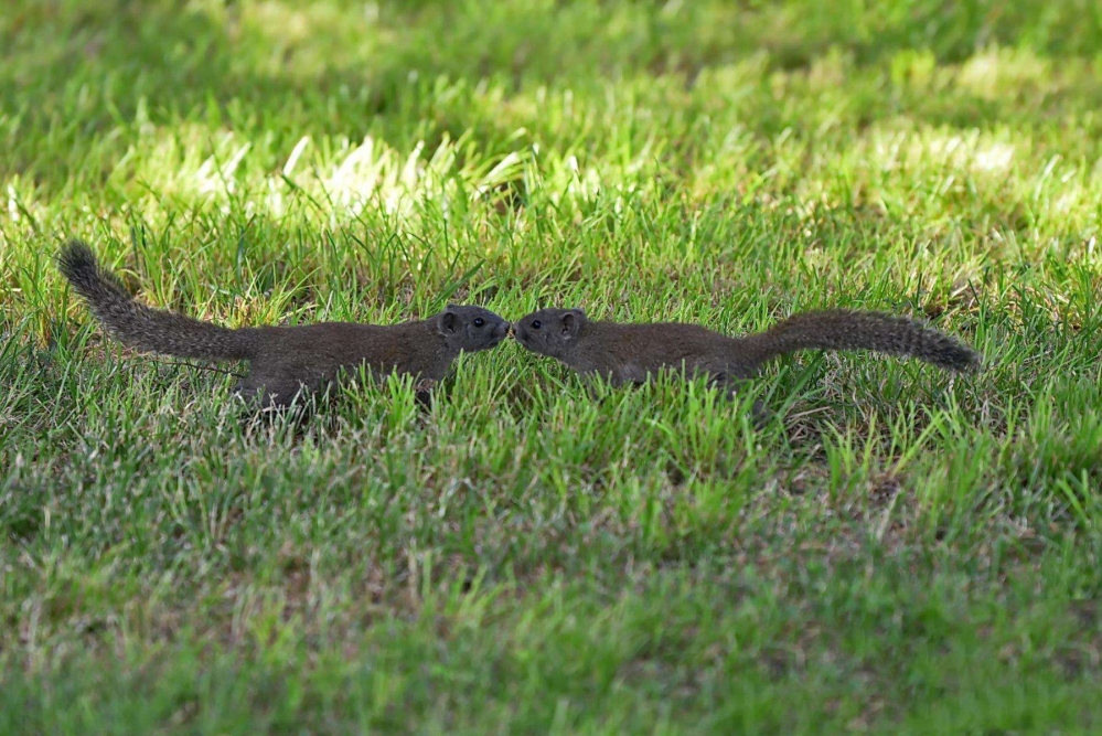 草地上觅食的松鼠图片