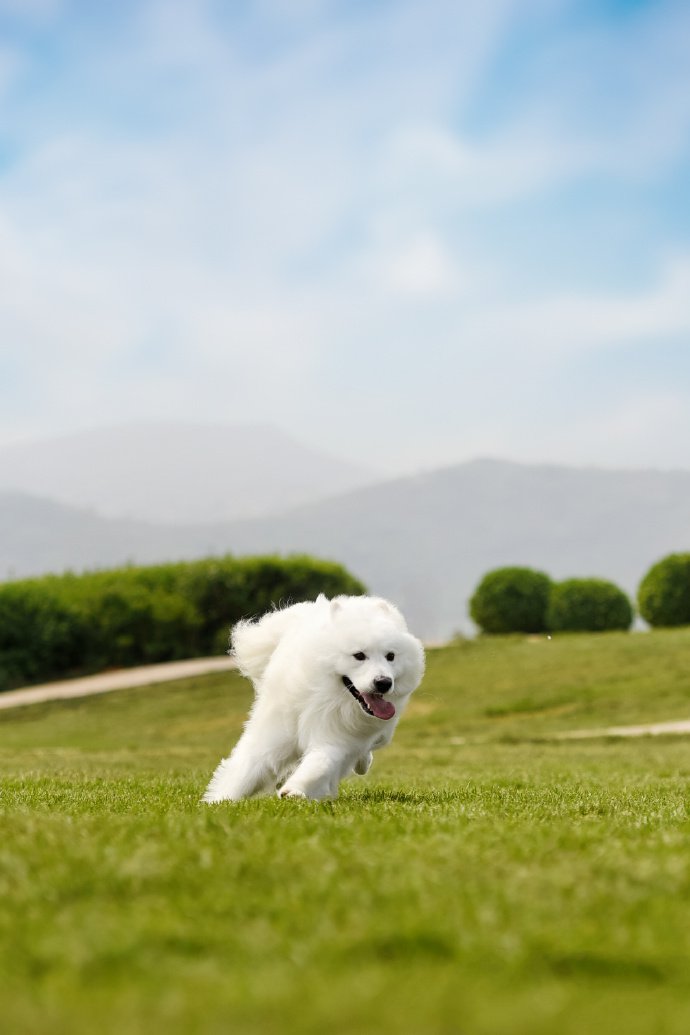 草地上欢快奔跑的萨摩耶图片