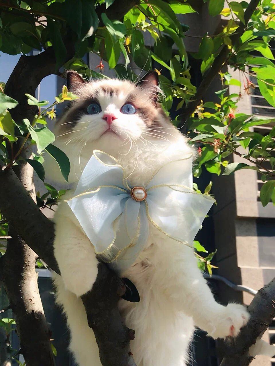 盛夏阳光下带蓝色蝴蝶结的布偶猫图片