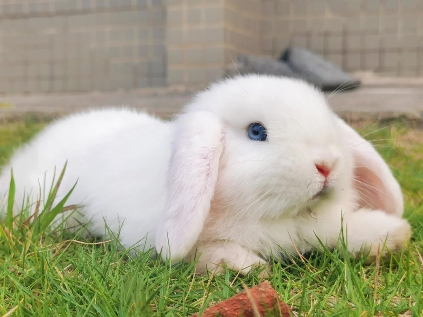 草地上耳朵软软放风的小白兔图片
