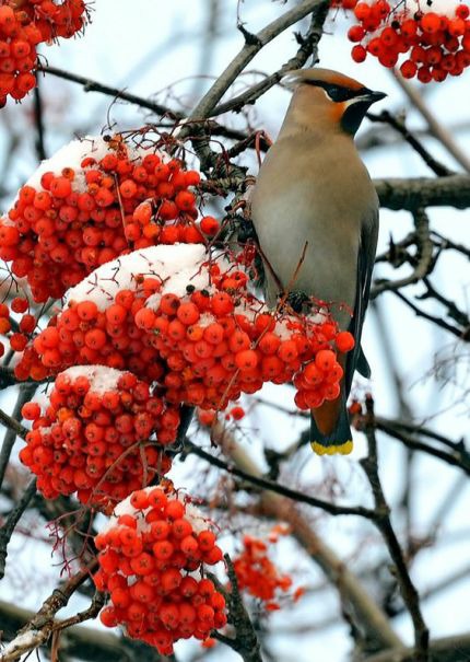 一组枝头上的雪松太平鸟图片