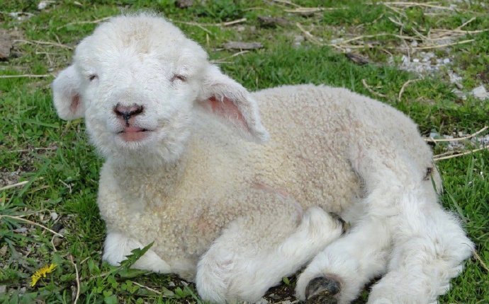 爱吃青草咩咩叫的微笑小羊羔图片