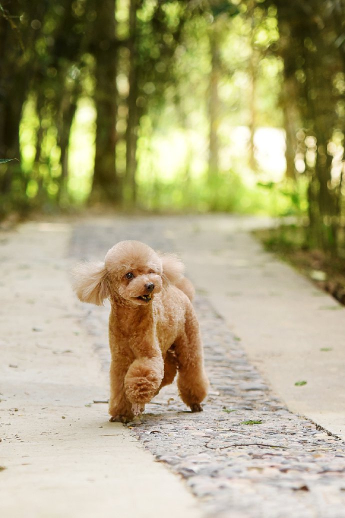 一组棕色的泰迪犬摄影图片