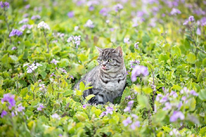 紫色花海里的猫咪唯美写真图片