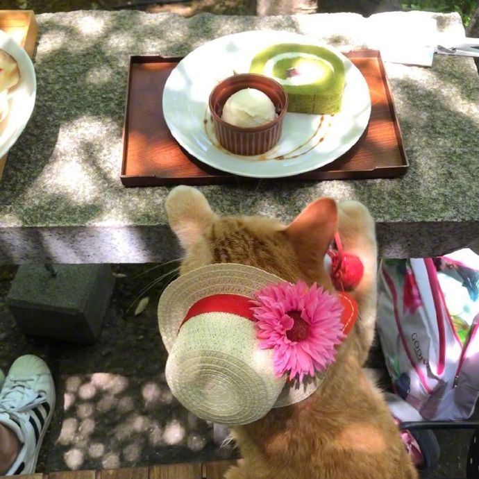 戴着帽子外出春游度假的橘猫图片