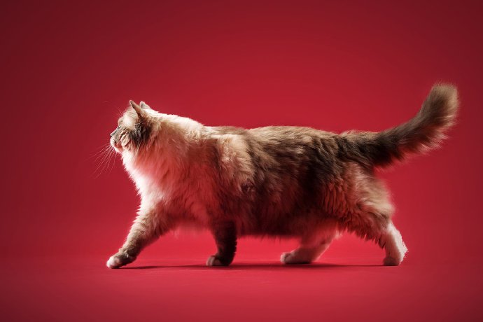 一组乖巧的布偶猫梦幻摄影图片
