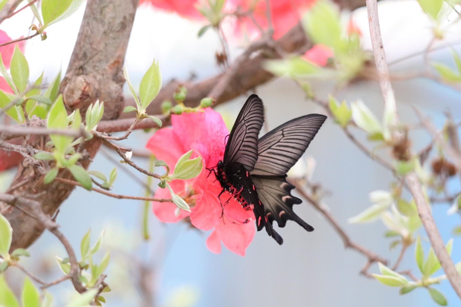 黑褐色的蝴蝶与粉红色杜鹃花交相辉映