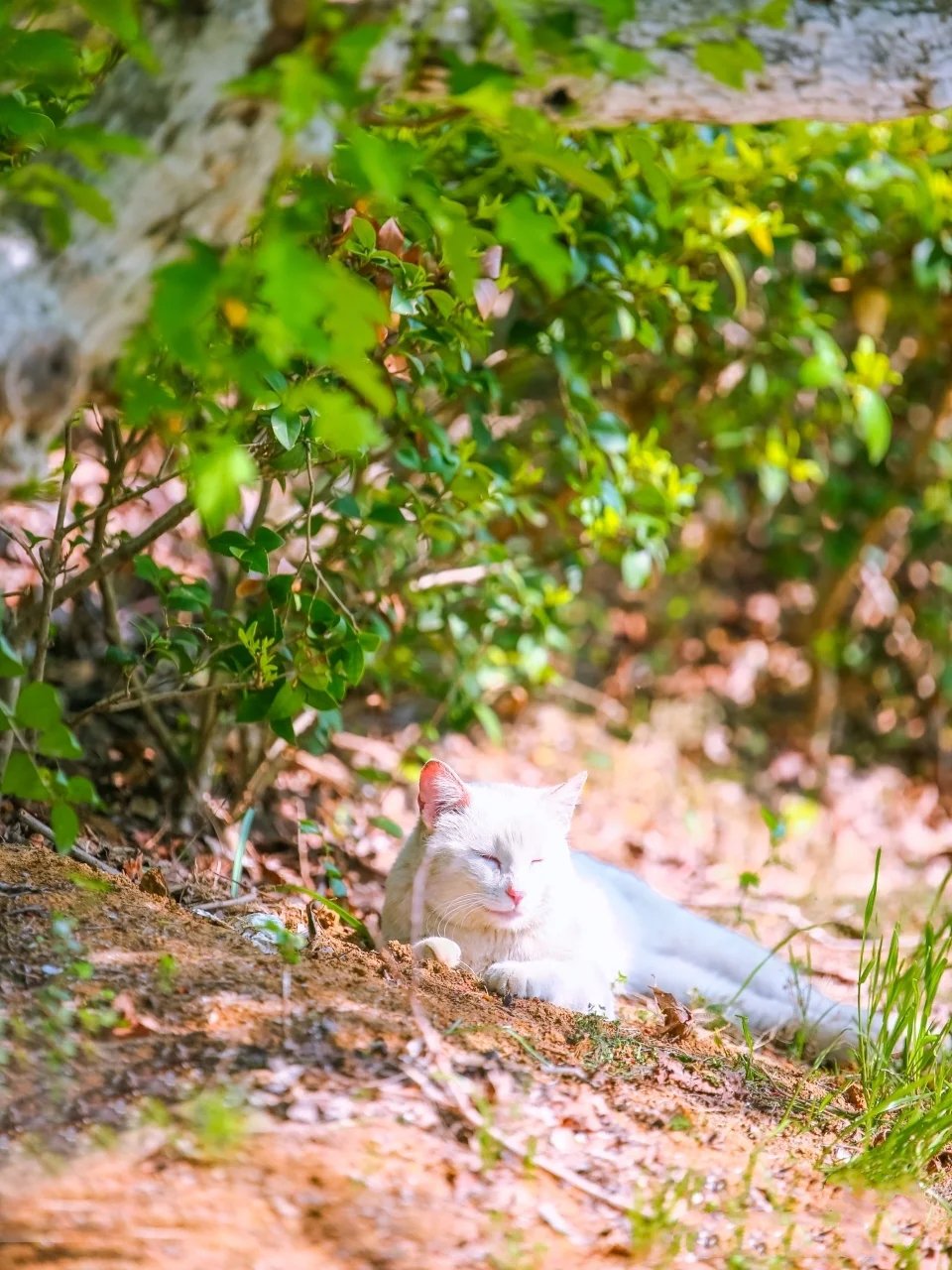 下午三点阳光最盛的时候外出嗮太阳的小白猫咪图片