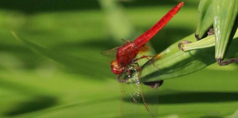 翅膀透明薄如蝉翼的红色蜻蜓图片