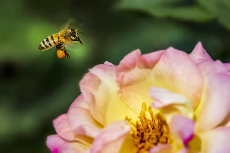 不负美好春光忙着采蜜的蜜蜂图片