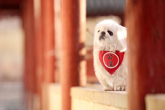一组紫禁城里的京巴犬摄影图片