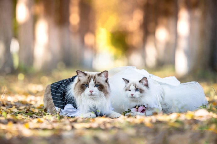 一组幸福甜蜜的布偶猫图片