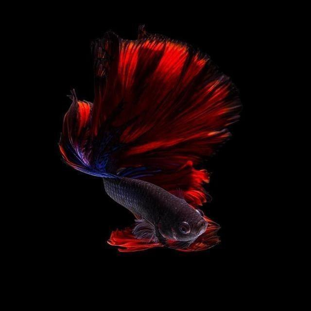 一组黑色背景下的红色斗鱼图片