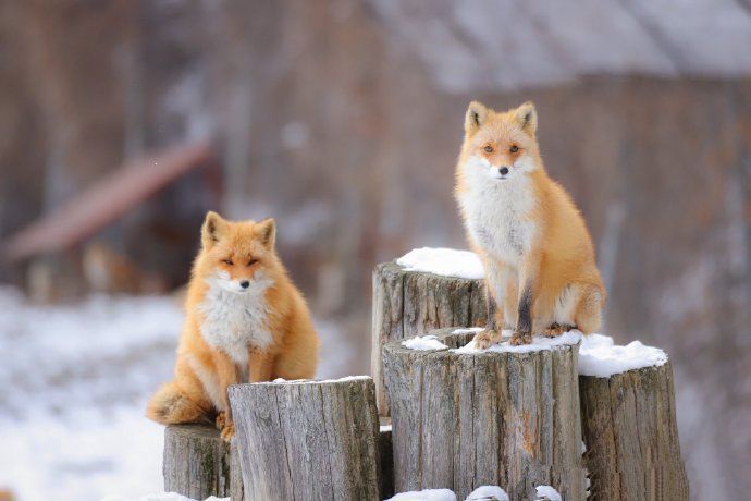 一组可可爱爱的小狐狸合集