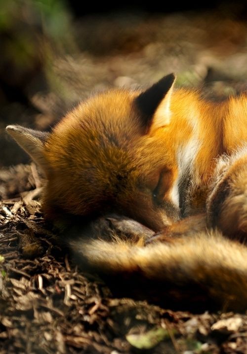 一组秋日里的小狐狸图片