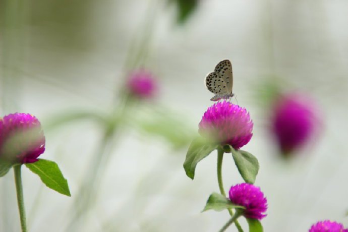 花朵上超唯美的小蝴蝶图片