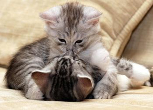 猫咪亲吻的可爱图片