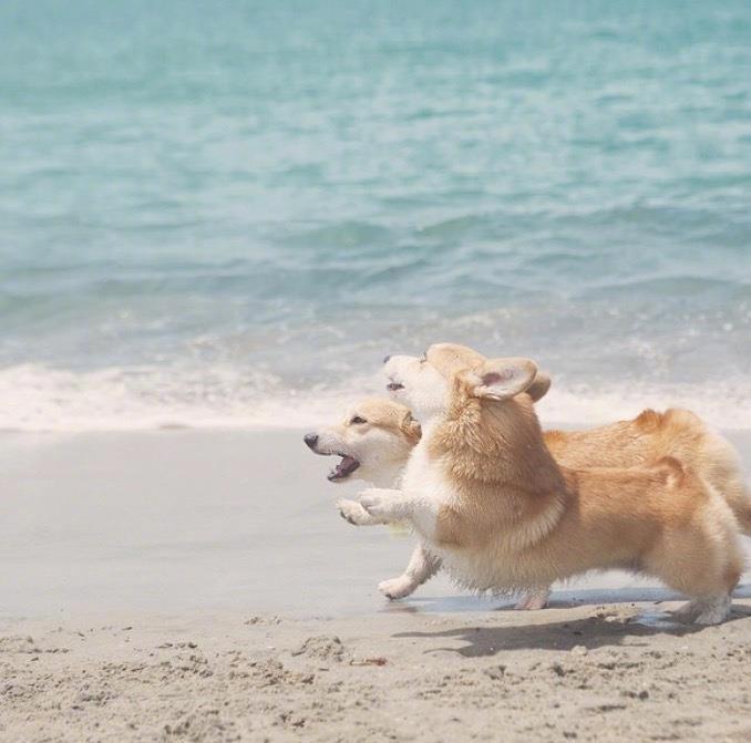 在沙滩上蹦跳的柯基犬图片