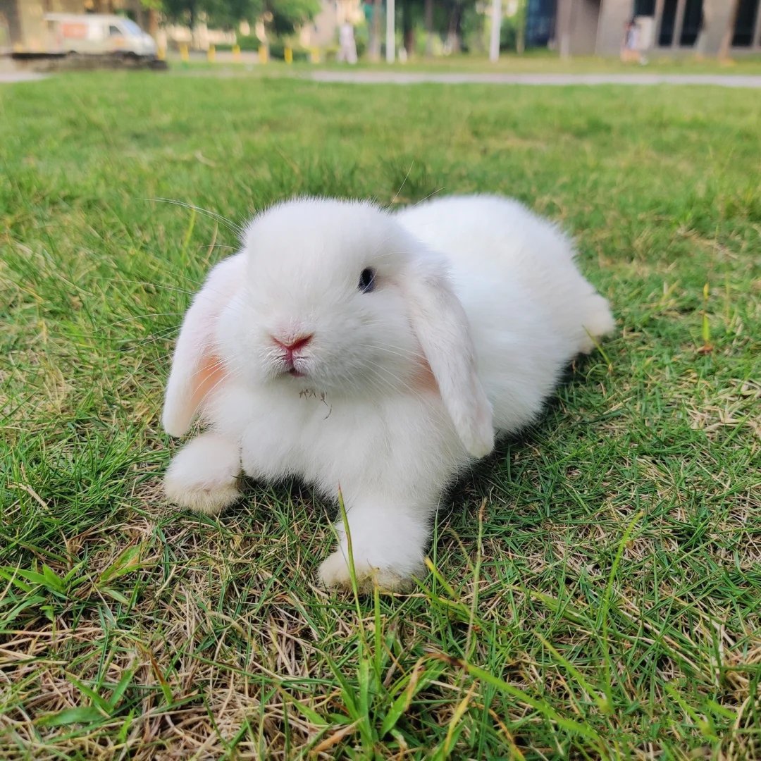 草地上耳朵软软放风的小白兔图片