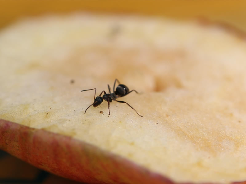 一组贪吃苹果果肉的漆黑色小蚂蚁图片