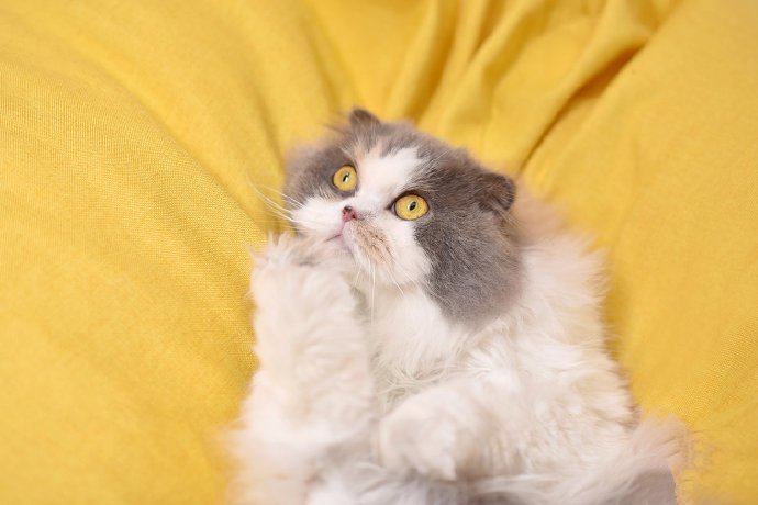 软软萌萌的布偶猫图片