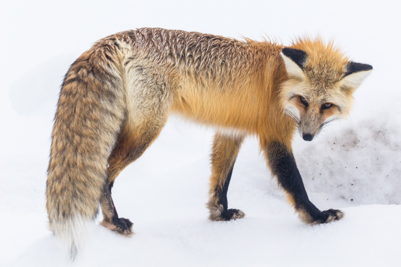 雪地里的尖嘴狐狸图片
