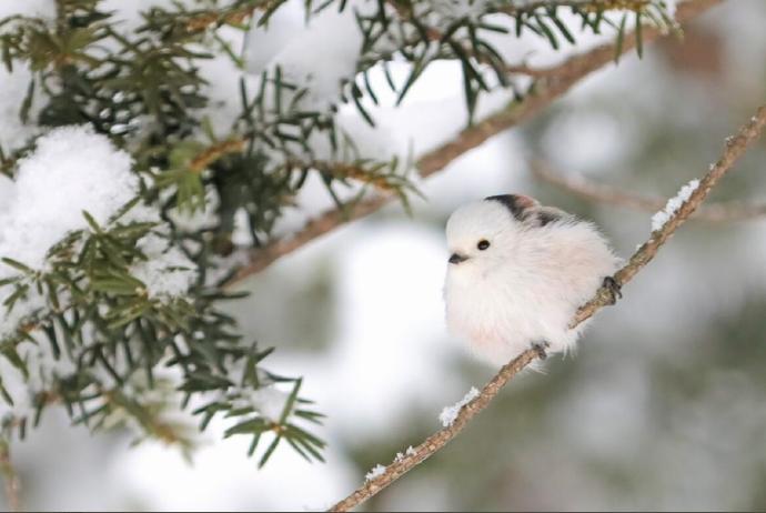 最美的雪精灵——北长尾山雀