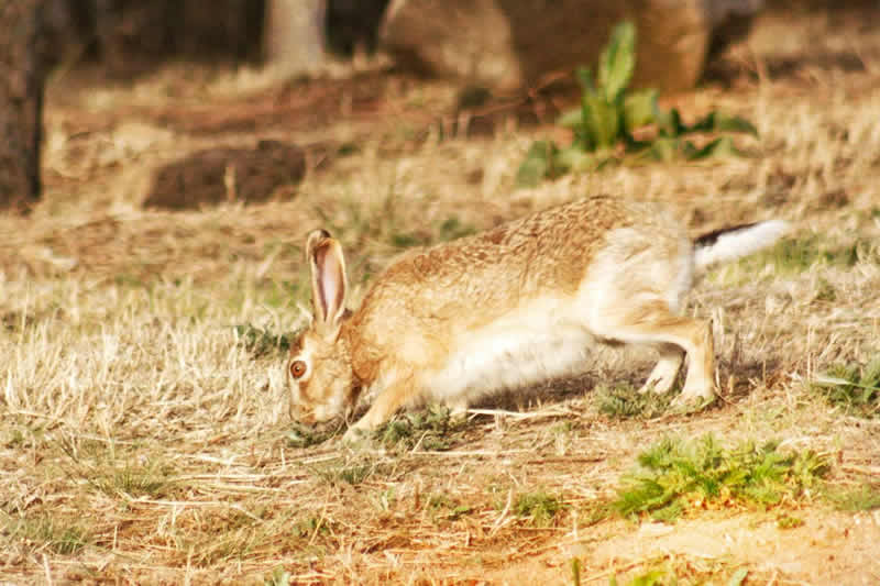 黄褐色皮毛与地面融为一体的野兔图片