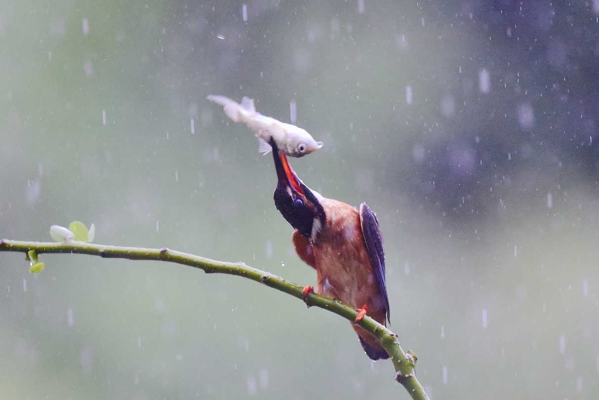 一组雨中树枝上的翠鸟图片