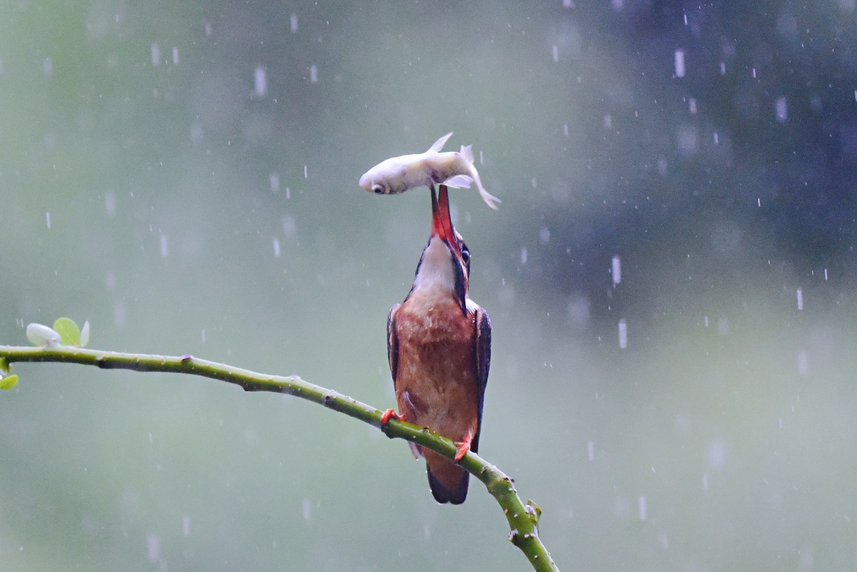 一组雨中树枝上的翠鸟图片