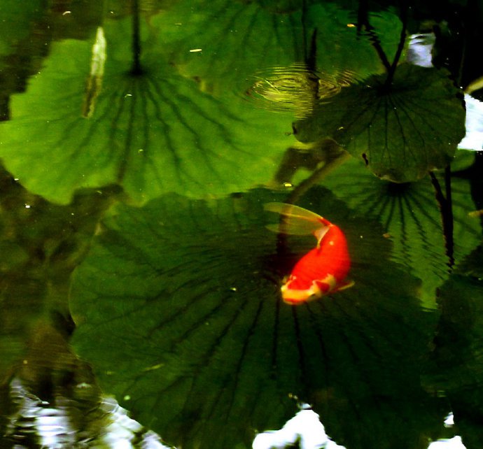 碧荷水中映，红鱼叶上游