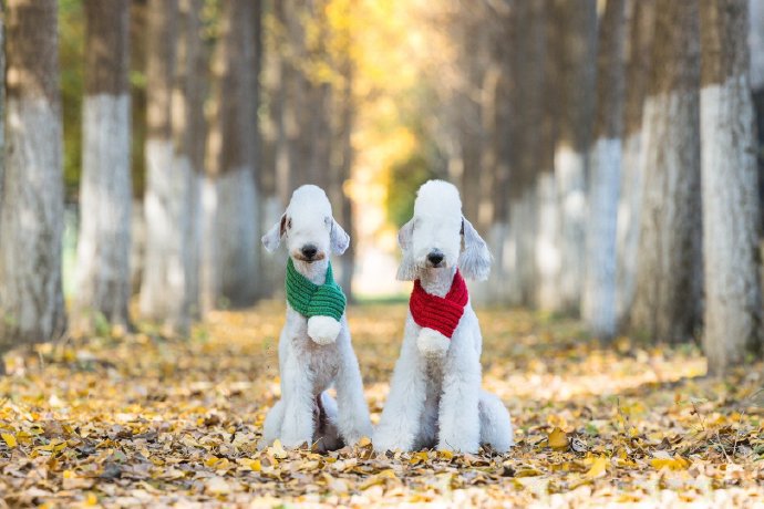 在银杏林中嬉戏追逐的贝灵顿犬