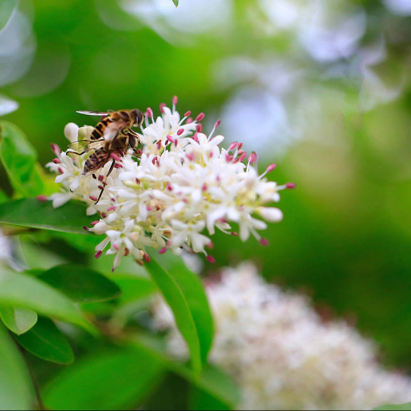 细白花朵上飞舞采蜜作伴的两只小蜜蜂图片