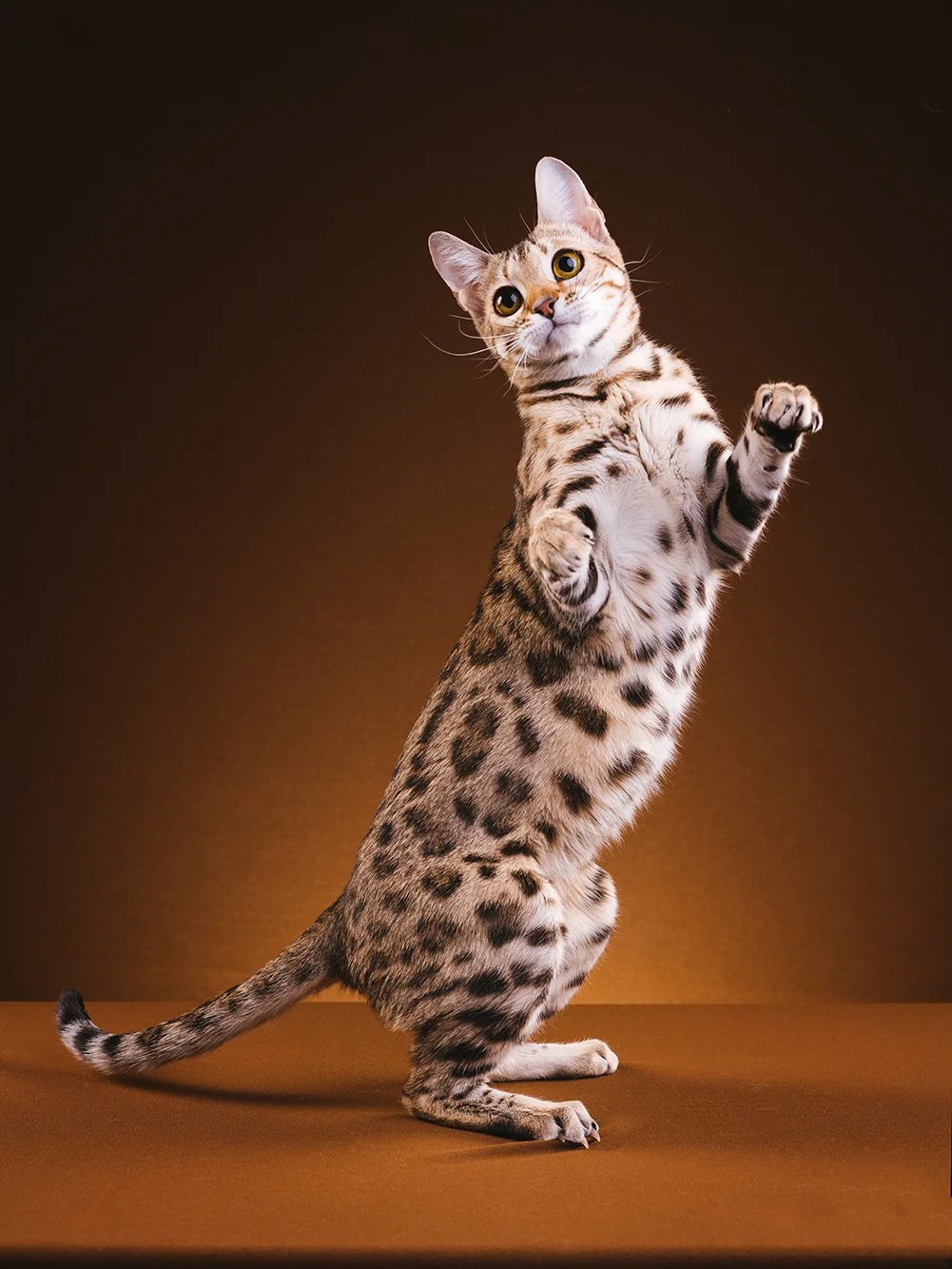 爱运动富有活力的灵动孟加拉豹猫图片