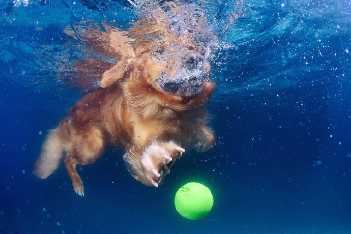 一组潜水的金毛犬图片