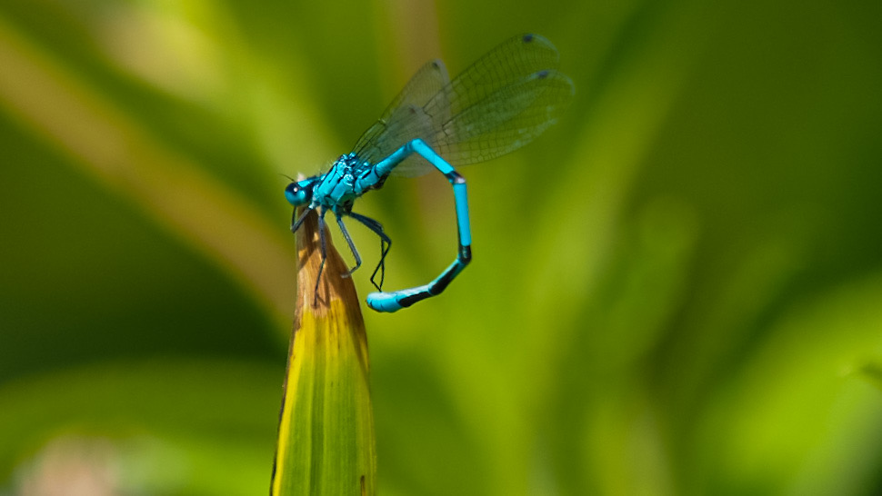 一组形单影只的蓝色靓丽小蜻蜓图片