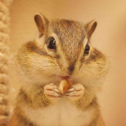一只非常能吃的花栗鼠图片