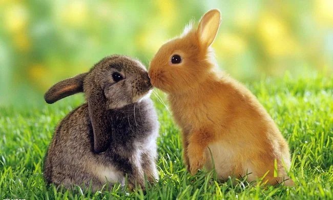 草地里灵动不怕人竖起耳朵的兔子图片