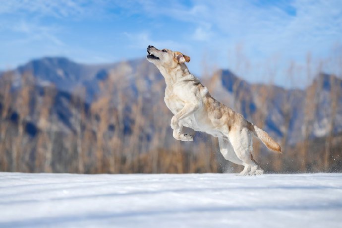 一组超级活跃的拉布拉多犬图片