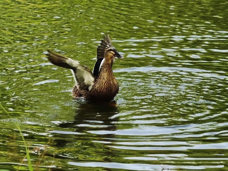 在清澈碧波湖里畅意游水的鸭子图片