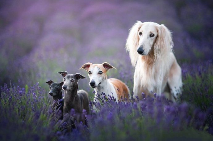 一组田园里的狗狗摄影图片