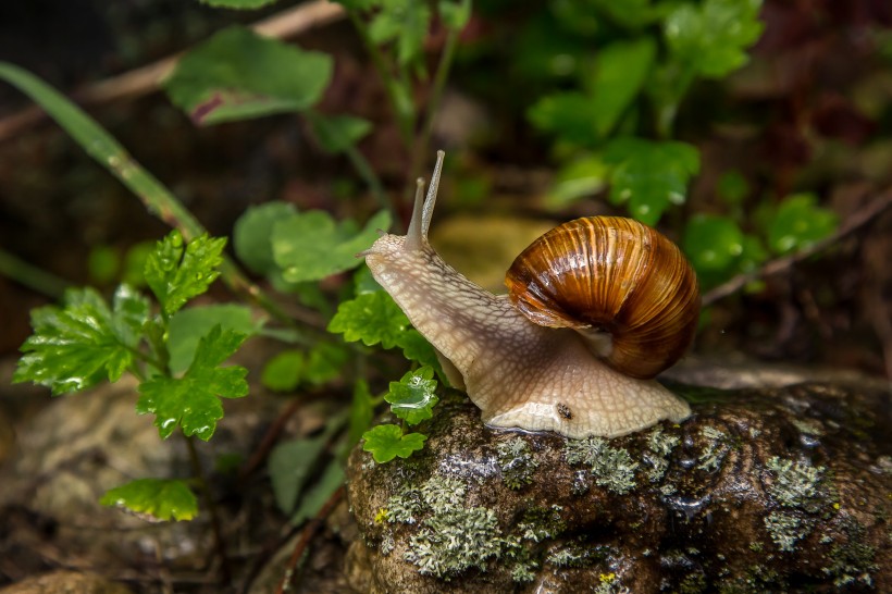 可爱小巧探寻世界奥秘的蜗牛图片